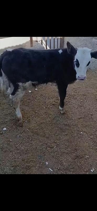 Qara-ağ rəngli buzov - Cins: ehtimalən südlük istiqamətli (Holşteyn