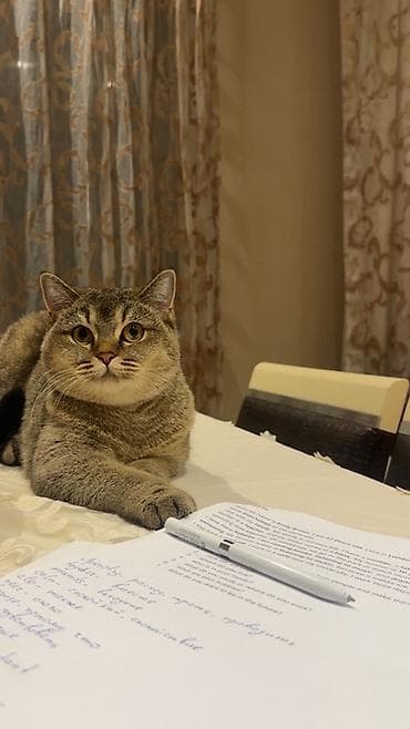 şotlant pişik: Qızıl şinşilla, Dişi, Cütləşmə üçün — 3