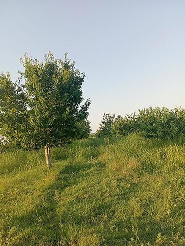 agac gulleri: 1həktar torpaq sahəsidir, 78sotunun sənədi var .Torpaq gilas — 9
