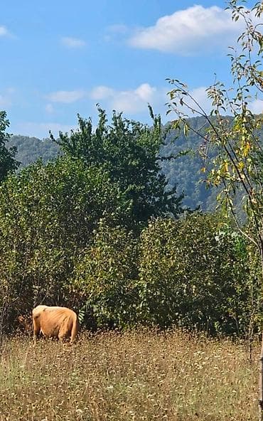 17 sot, Mülkiyyətçi, Kupça (Çıxarış)