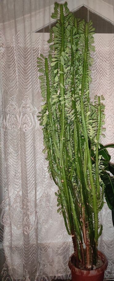 Afrika sudlu kaktusdur adi. Qabsiz 1.70 boyu. Getdikce boyuyur