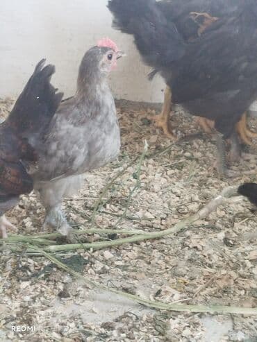 cuce satişi: Müxtəlif rəngli və növlü cücələr satılır. Sağlam və güclü cücələrdir — 5
