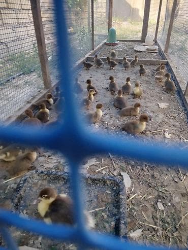 Salam krasnadar balaları satılır 34ədəddir 20 15 gunlűkdűr ikubatőr — 5