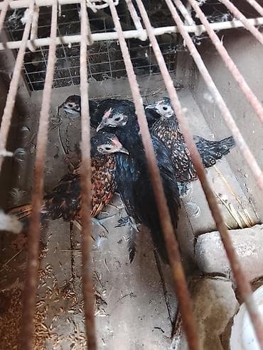 kuckar ov iti: Toyuq, Damazlıq — 3