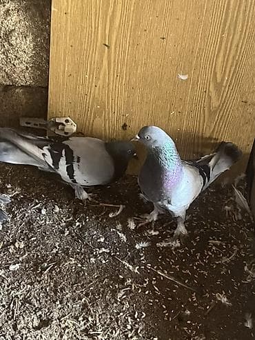 hələb keçilərin qiyməti: Təmiz göylərdi cütdülər cütü 25m ünvan maştağa — 2