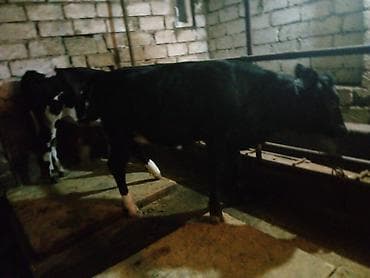 Eşşəklər: Satlıq mal-qara – qara-ağ rəngli bala danalar - Növ: südlük-ətlik — 3