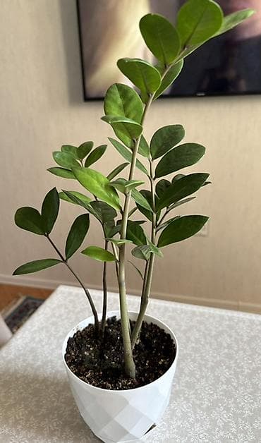 diffenbaxiya bitkisi: Zamioculcas zamiifolia (ZZ bitkisi) – dekorativ otaq bitkisi - Parlaq — 4