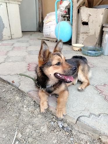 Kiçik ölçülü it – zərif, çevik və ağıllı yoldaş - Cins tipi