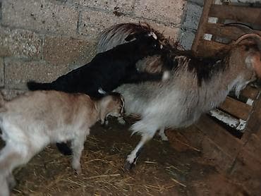 keçi dişi: Məhsul: Balalı keçi Təsvir: - Balalar mart ayının 17-si doğulub.1 — 5