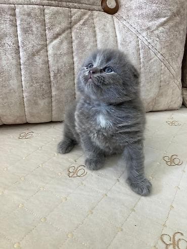 Şotland yastı qulaq, Erkək, Dişi, Yaxşı əllərə, Rayonlara çatdırılma, Ünvandan götürmə, Pulsuz çatdırılma