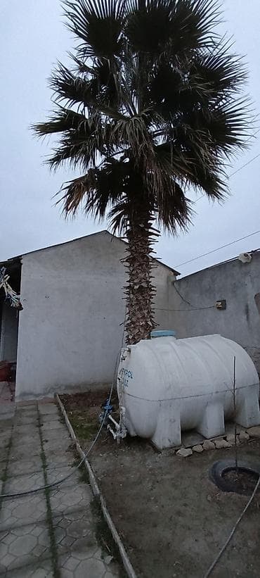 Çöl bitkiləri: Satılır: Hündür dekorativ palma ağacı Palma ağacı Ramana qesebesindedi — 1