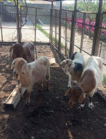 Lincoln: Saxlama üçün hasarlanmış tövlədə bəslənən keçilər satılır. Şəkillərdə — 2