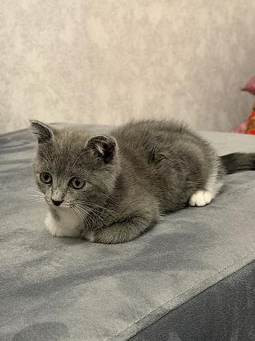 angora pişik: Şotland yastı qulaq, Dişi, Yaxşı əllərə, Ünvandan götürmə — 6