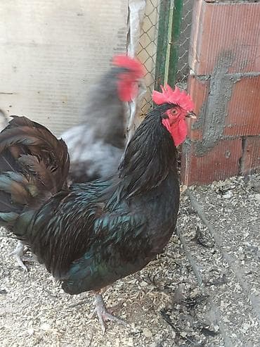 Сельхоз птицы: Məhsul: Xoruzlar ve mayali yumurtalar satisda Təsvir: - — 2