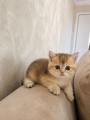 pishik: Qızıl şinşilla, Pulsuz çatdırılma — 1