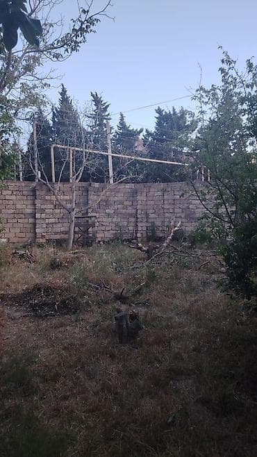 Bitkilər: Salam Novxanıda 6sot bağ satılır sotu 9mine bağda cərəyan elektrik var — 5