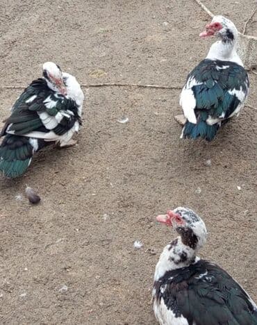 Keçi, çəpiş: Dişi, | Lal ördək, Damazlıq, Ünvandan götürmə — 6