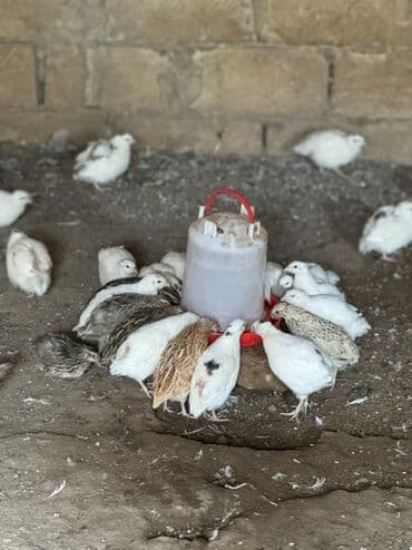 bildirçin az: Satılır: bildirçin sürüsü - Cinslər: ağ, qəhvəyi və qarışıq rəngli — 1