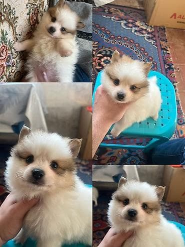 bala pitbul: Şpitz — 9