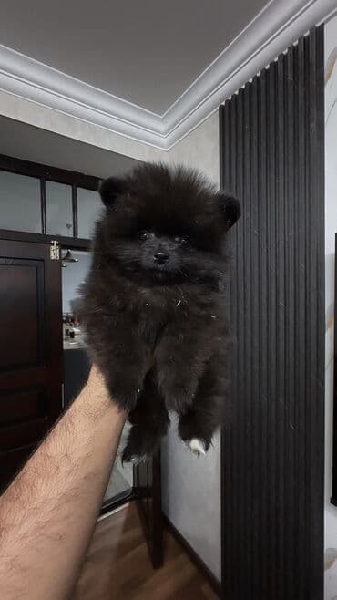 it yuvasi: Şpitz, 2 ay, Erkek — 15