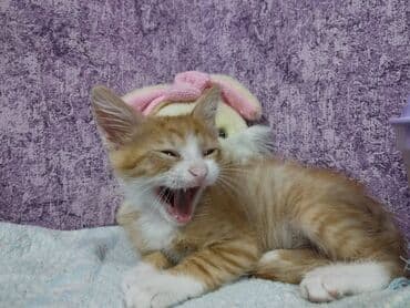 pişik satışı bakı: Erkək, Yaxşı əllərə — 2