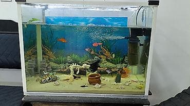akvarium satılır: Akvarium icindekiler ile birlikde satilir. Qiymet sondu. Su — 2