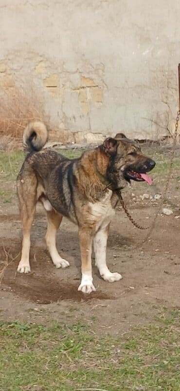 Lexus: Qurdbasar, 2 il, Erkek, Peyvəndli, Ödənişli çatdırılma — 9