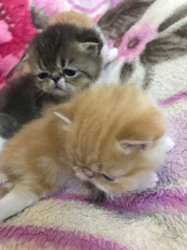 Quşlar: Fars, Erkək, Dişi — 2