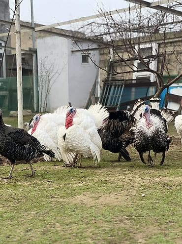 K/t heyvanları üçün mallar: Erkək, Damazlıq — 4