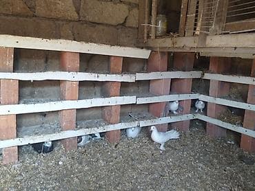 quş yemi: Ev göyərçinləri – damazlıq sürü - Növ: ev göyərçinləri (ağ, ağ-qara — 5