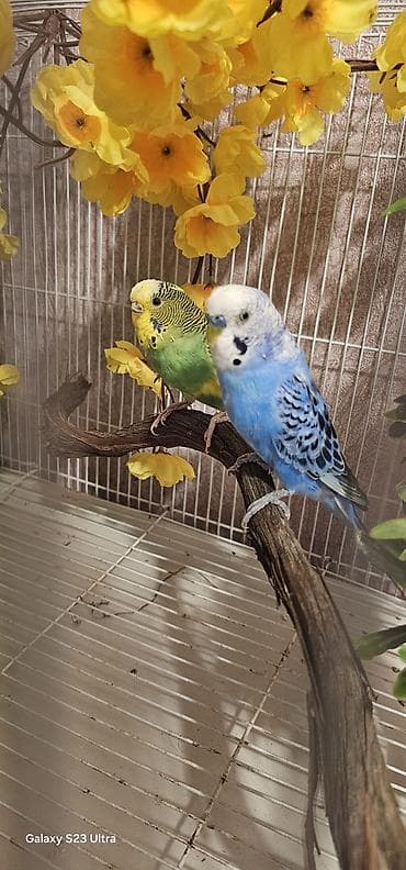 Pişiklər: Hazır cüt valnist satılır qızğın quşdardı yuva tax bala al cütü 30 m — 6