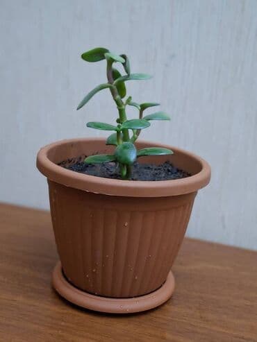 Bitkilər: Crassula ovata (Pul ağacı) Bitki tam sağlamdır, zərərvericilər — 2