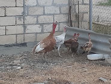 quslar satisi: Qırmızı 5 aylıq cins xoruz hinduşqadı çəkisi 5 kilodan ağırdı fərə — 7