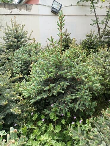 dibcək gulləri ev gulleri ve adlari: Hərkəsə salam😀 Quba ərazisində krimlovski şam ağaclarının topdan və — 13