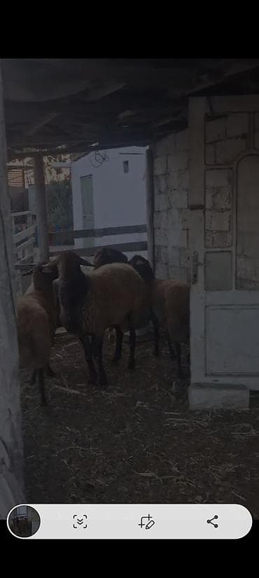 satdig quslar: Qala cinsi bir erkek bir ana 2bala balalrin 1 yasi var satiram 4u — 2