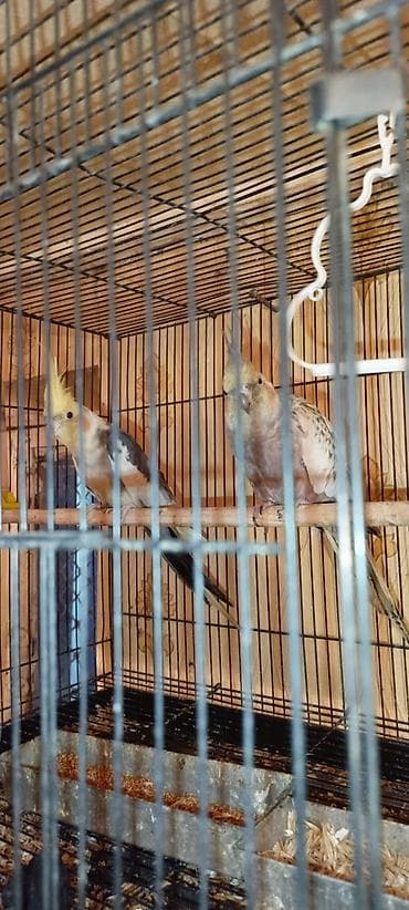 tutuquşu haqqinda melumat: 1 cüt super karella hazır cüt bala veriblər real alıcıyada endirim — 3