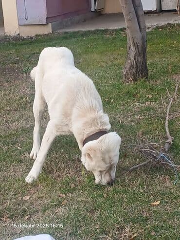 alman coban iti balaları: Alabay, 4 il, Dişi, Sənədli — 2