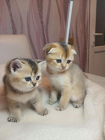 quba heyvan satışı: Erkək — 7