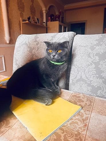 etibarli ellere: Britan — 1