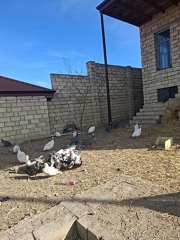 bulbul quşu: Məhsul: Hind toyuqları (Qvineya quşları) – müxtəlif rənglər Təsvir: - — 7