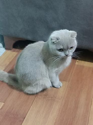 pisik almaq: Şotland yastı qulaq, Dişi, Yaxşı əllərə, Ünvandan götürmə — 2