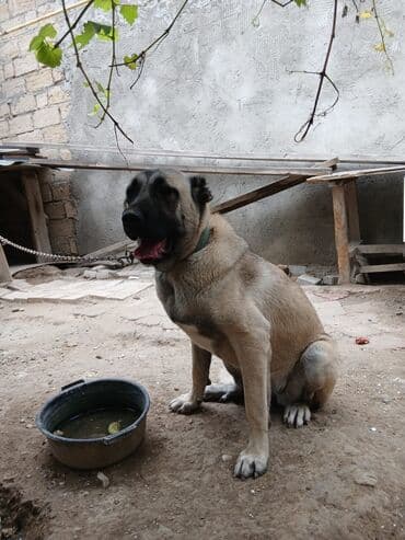 qaz balasi nece gune cixir: Kanqal, 1 il, Dişi, Peyvəndli, Ünvandan götürmə — 3