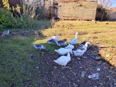 Atlar: Satışda: qazlar 9 ədəddir 1 erkək 8 fərq hamsı birlikdə satılır real — 1