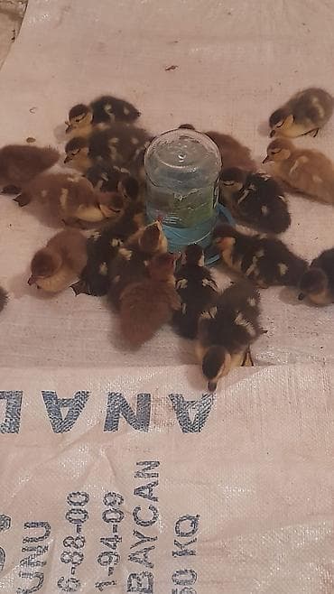 Птицы: Krasnadar zümrüdü 22dene bala 5 m — 6