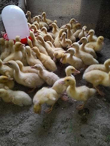 danisan qus: Pekin ordek balalari 20 qunlukduler ətlik yumurtaçı xəttlərdən — 6