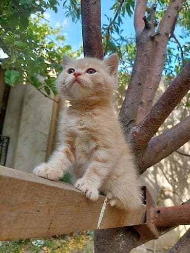 siyamski pişik: Şotland uzun tüklü — 7