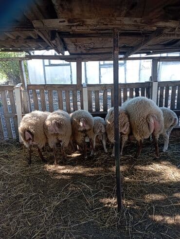 cins inekler: Satlıq qoyun sürüsü - Şəkillərdə görünən ana qoyunlar və quzular bir — 2