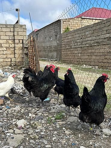 göyerçin damı: Salam avstroloq mayalı yumurtası sifariş qəbul olunur ünvan Binə — 1