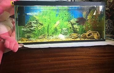 Akvariumlar: Salam Akvarum 150 litir Flowerhorn balik Yekə ölçüdə daş filter — 1