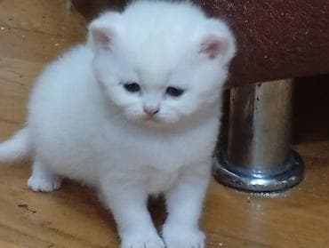 Erkək, Dişi, Yaxşı əllərə